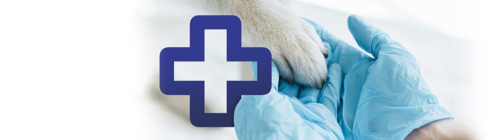 Weterynarz / technik weterynarii